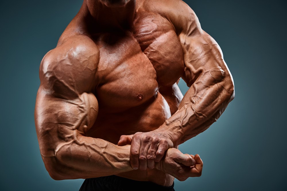 Muscle Gains