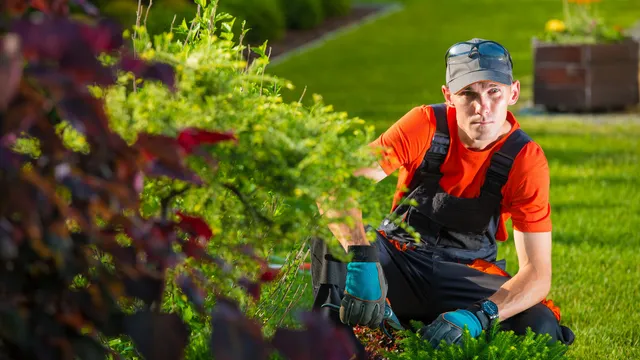 tree surgeon wilmslow 